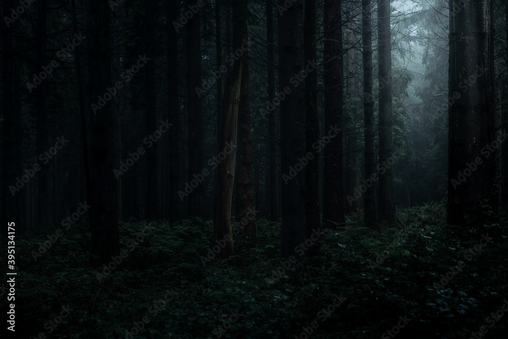 Dark Misty Woodland - North Somerset Uk Dark Misty Woodland - North Somerset Uk