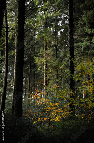Lone Autumn Bloom in Pine Woodland - UK, Mendips © Oscar