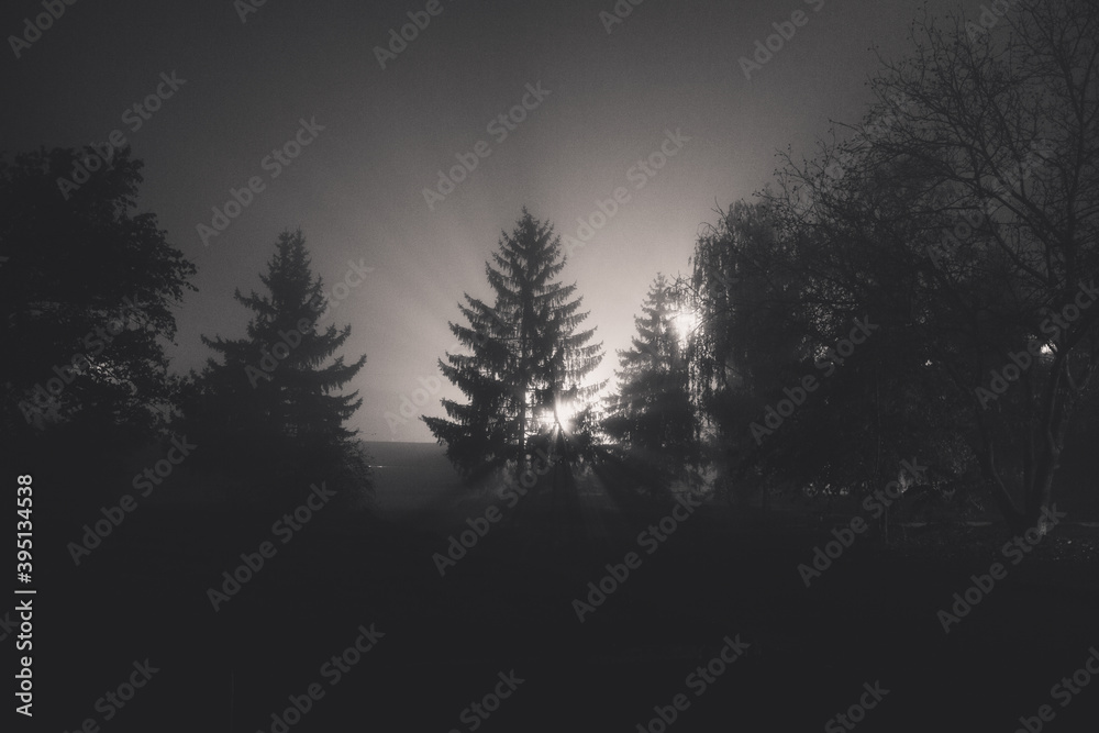 Fototapeta premium light in the night