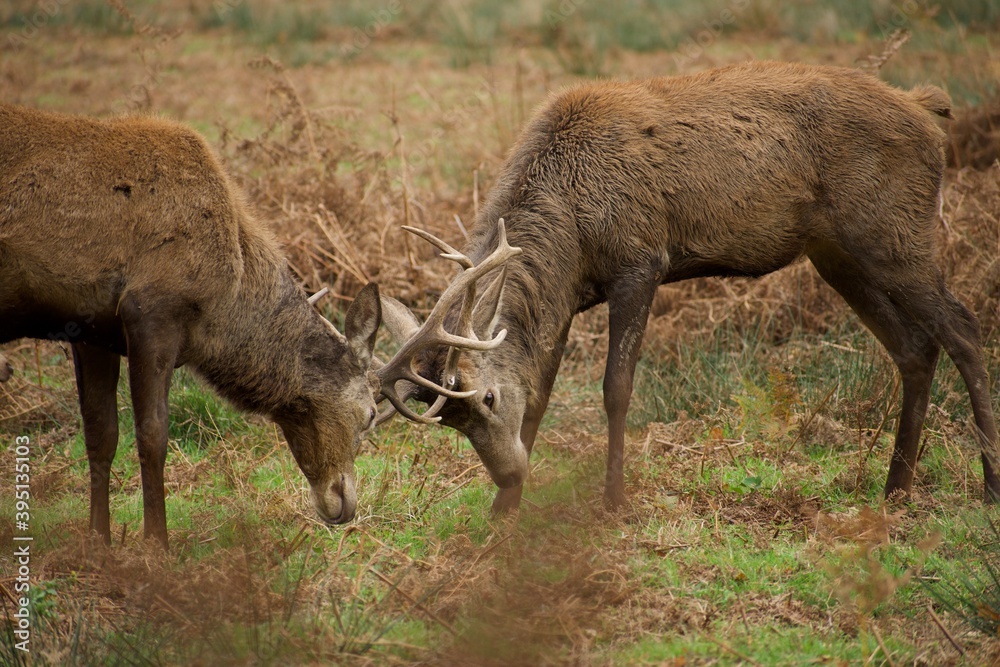 Deer fight during the breeding season also known as rutting Deer fight during the breeding season also known as rutting