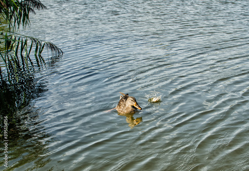 Duck family with duck chickswild duck in a pond,