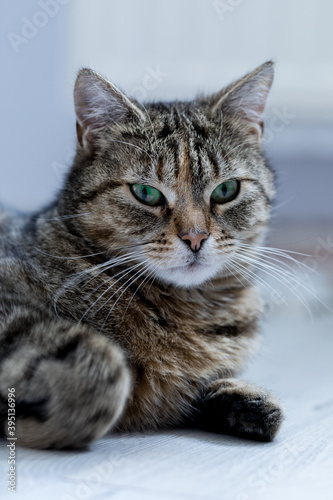 Piękna kotka o zielonych oczach.