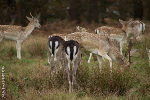Picture of deers with white and black tail