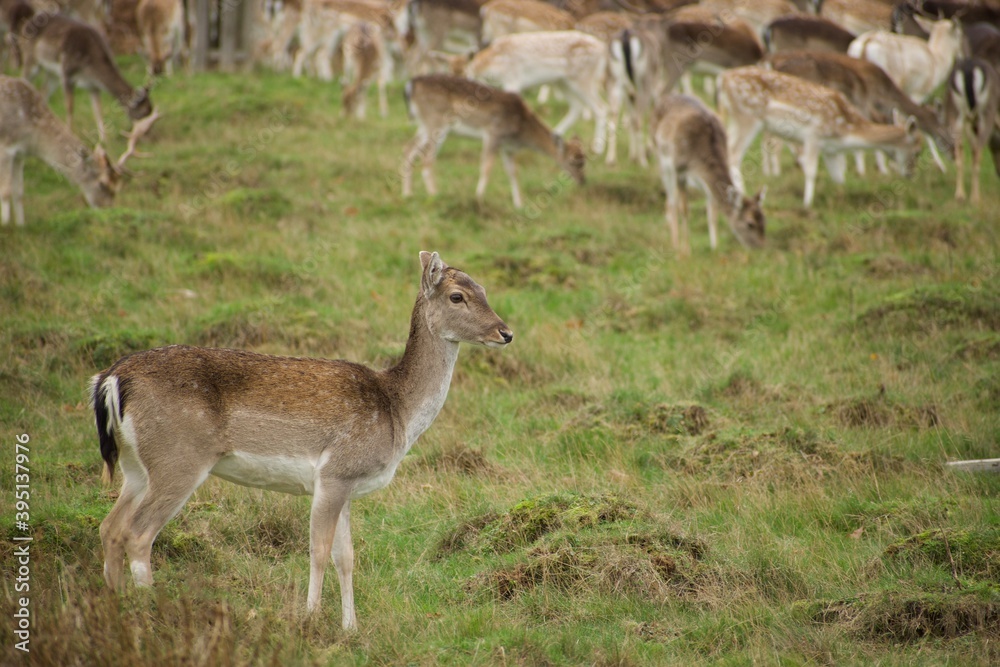 Young deer standing alone while her group is eating away from her