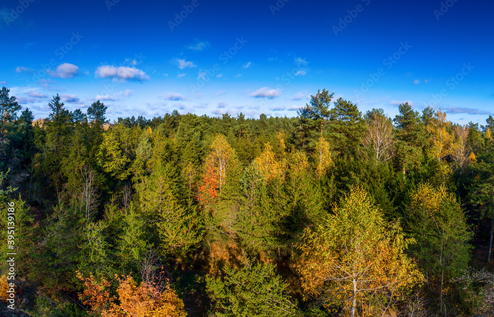 Fototapeta premium Autumn forest from above..