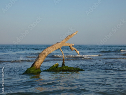 Magnificent dead tree that defies time and the elements in the Mediterranean sea in the Camargue regional natural park in Provence