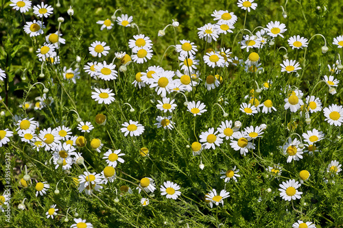 Flowers of the Roman Chamomile - Chamomilla romanae, Chamaemelum nobile - Bavaria, Germany, Europa