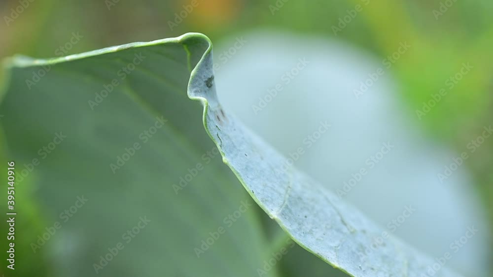 Red ladybird climbing around on the leaf. Red ladybird climbing around on the leaf.