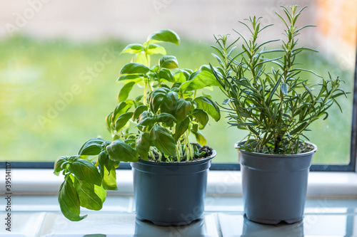 indoors home garden of basil and rosemary in pots on a window sill, growing plants at home