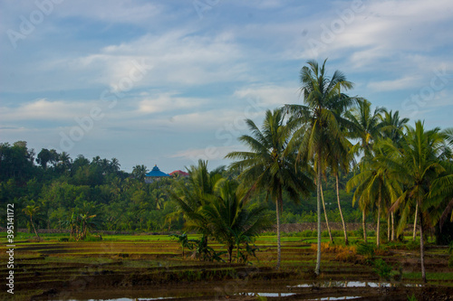 The natural beauty of rice fields in the morning with coconut trees and an old hut in Bengkulu Utara  Indonesia