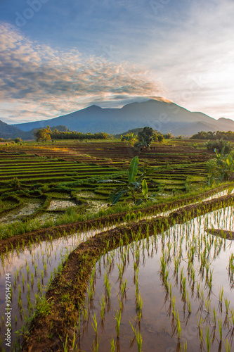 photos of Indonesian natural scenery with rice fields and blue mountains in the morning