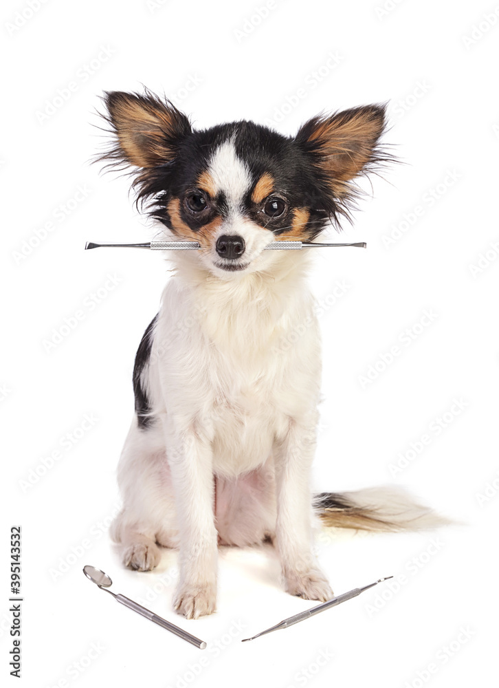 Chihuahua sitting with dentist's tools