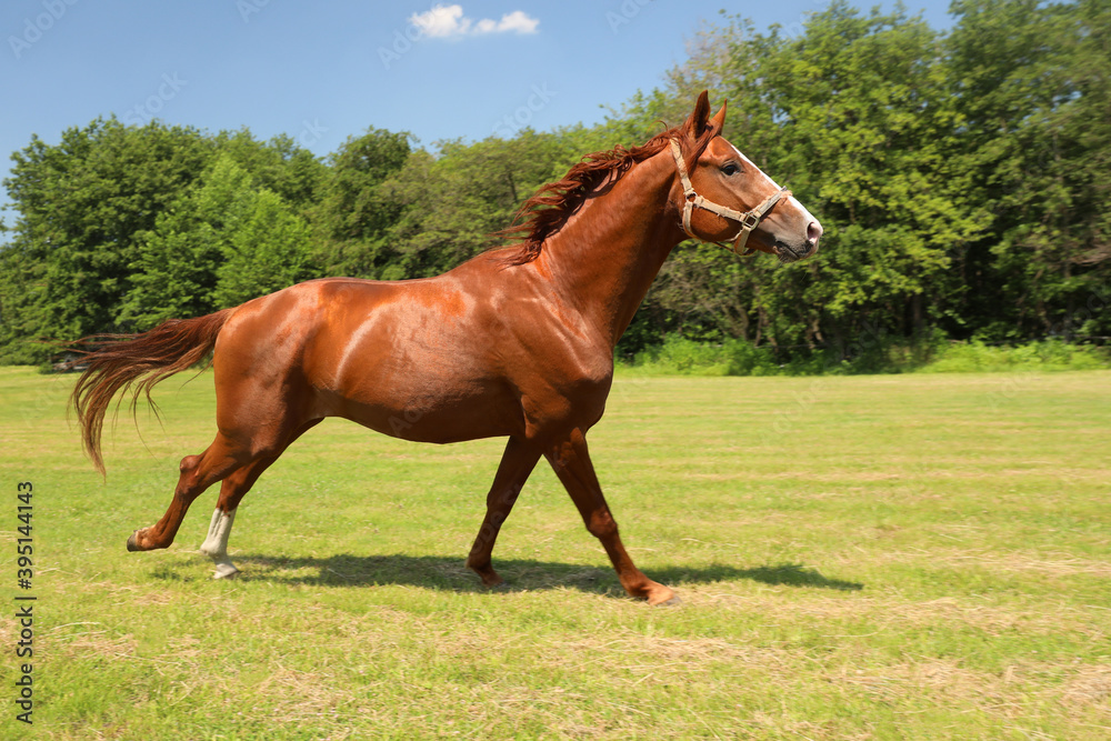 Fototapeta premium Chestnut horse outdoors on sunny day. Beautiful pet