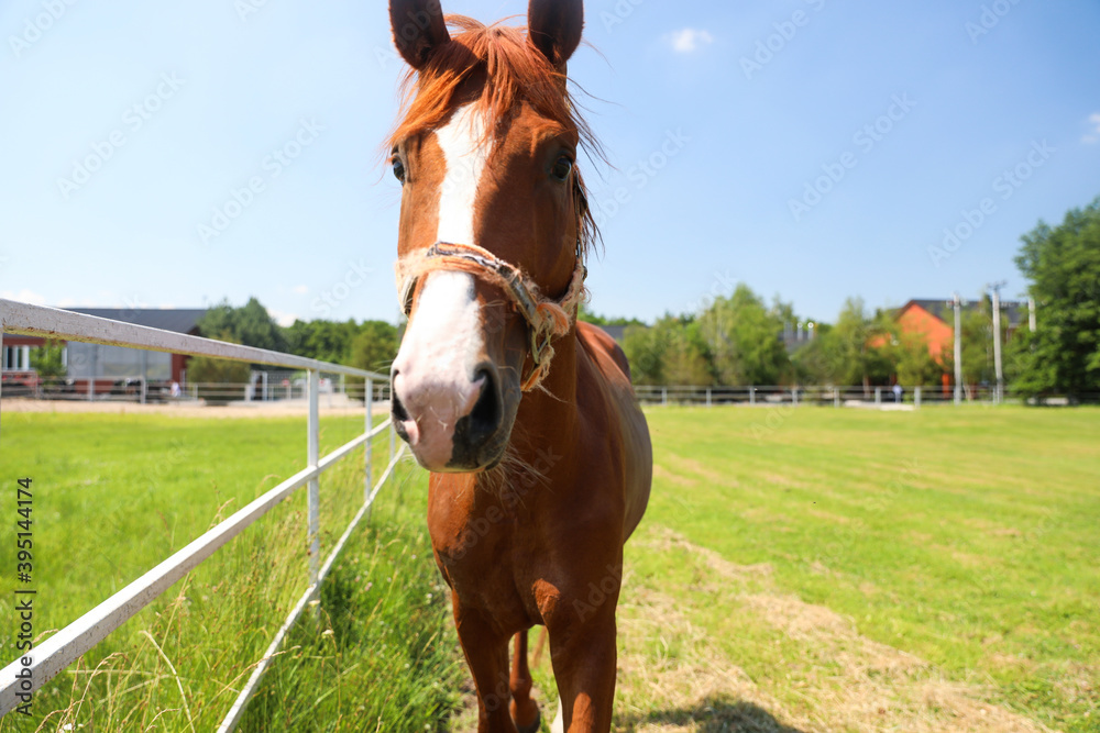 Chestnut horse in paddock on sunny day. Beautiful pet