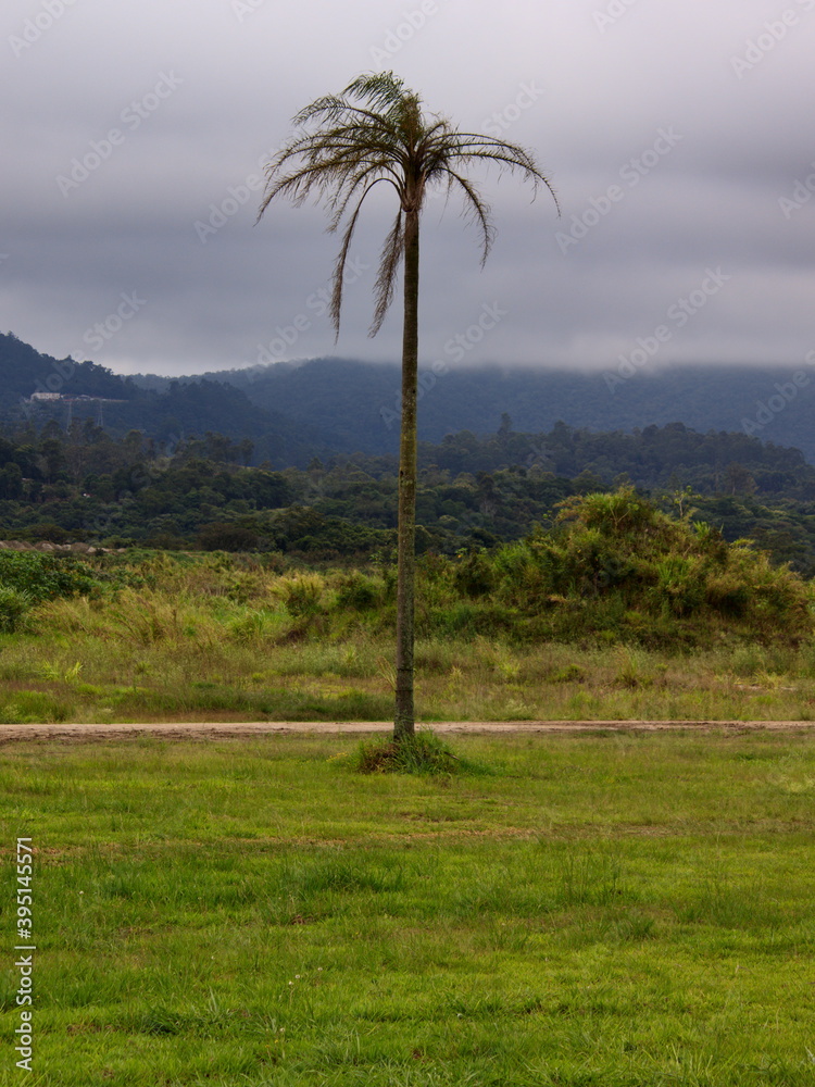 portrait image of a large coconut tree isolated in the middle of a field, in the background the Mantiqueira mountain range covered by a fine mist. portrait image of a large coconut tree isolated in the middle of a field, in the background the Mantiqueira mountain range covered by a fine mist.