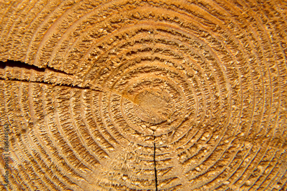 Fototapeta premium cut of a tree, rings of a tree trunk in a cut, close-up