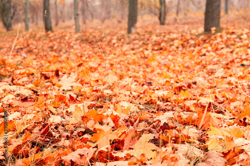 Beautiful orange leaves in park on autumn day