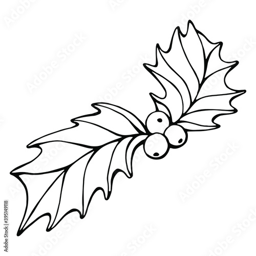 Hand drawn black and white vector of Ilex or holly isolated on white. Festive elements for your design.