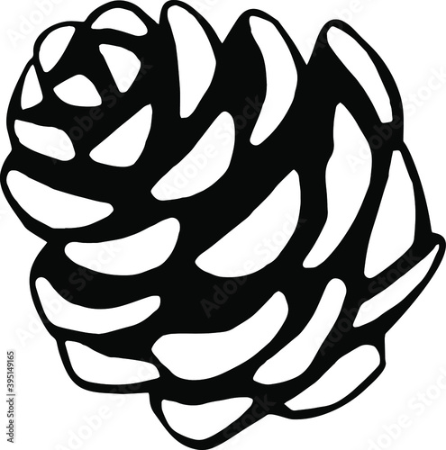 Hand drawn black and white vector of pine cone isolated on white. Festive element for your design.