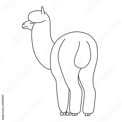 Hand drawn funny llama.  Linear drawing vector. Cute illustration for your design and for coloring books and pages.