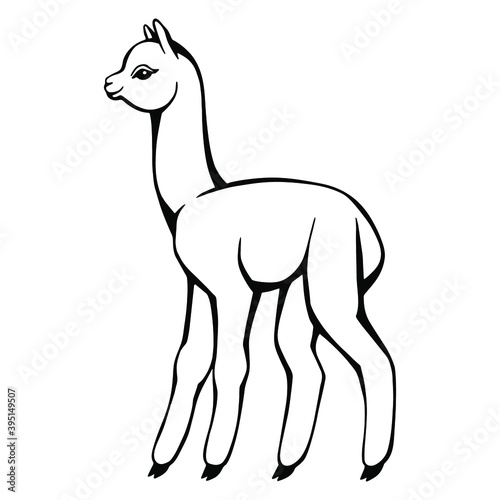 Hand drawn funny lama. Black and white drawing vector. Cute illustration for your design and coloring books and pages.