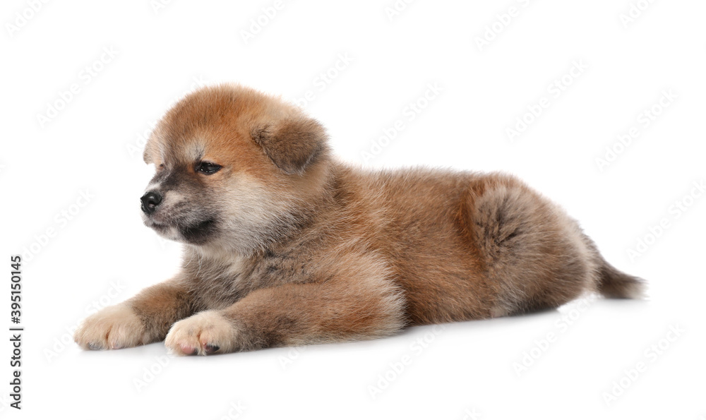 Adorable Akita Inu puppy on white background Adorable Akita Inu puppy on white background