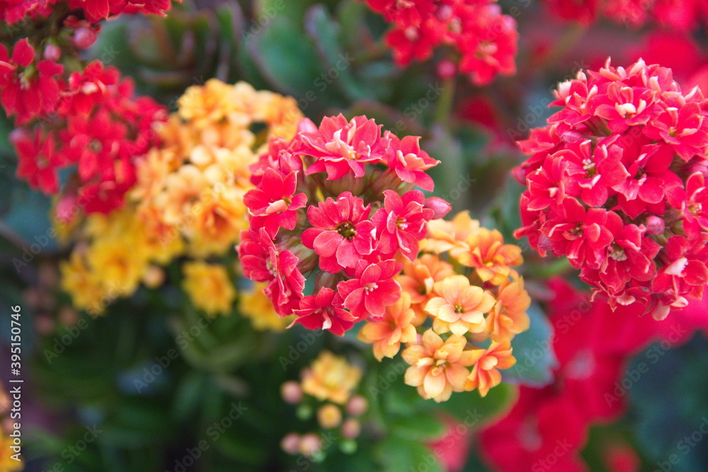 Blossom of yellow and red Kalanchoe, Kalanchoe blossfeldiana, ornamental evergreen plant