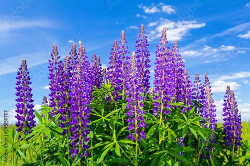 Beautiful purple lupins bloom in a field, on a sunny clear day, against a blue sky