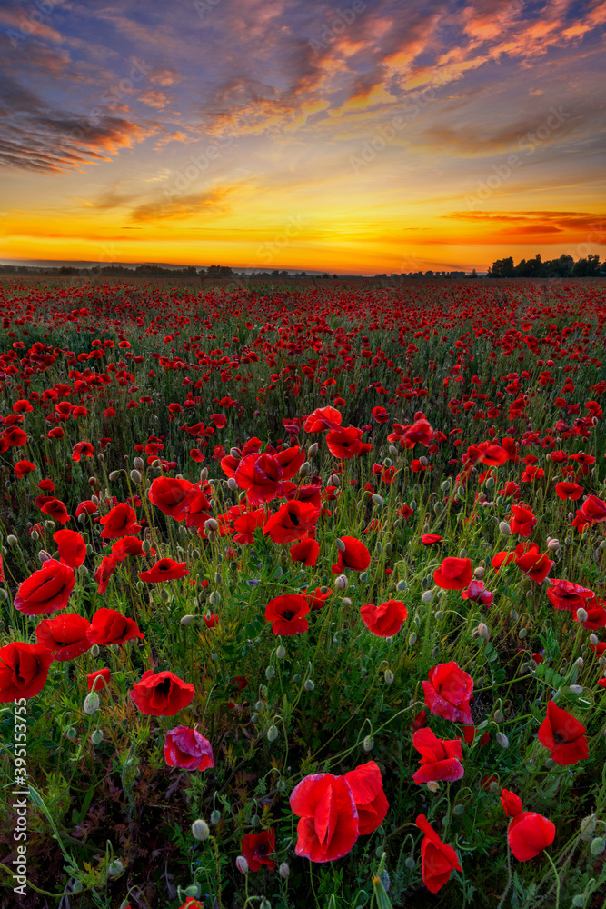 Obraz premium Beautiful sunrise over red poppies field
