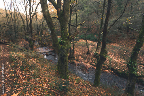 View over basque forest with autumn colors at Aiako Harriak natural park.	
 photo