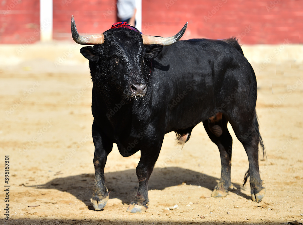 fighting bull with big horns running on spanish bullring fighting bull with big horns running on spanish bullring