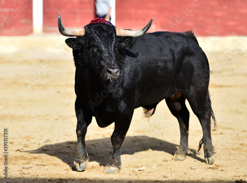 fighting bull with big horns running on spanish bullring