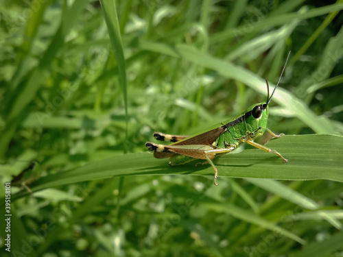 picture of green little grasshopper sitting on a leaf