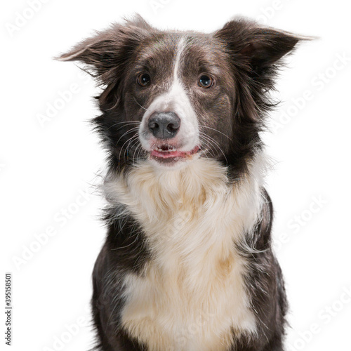 Border Collie dog breed on a white background  isolate