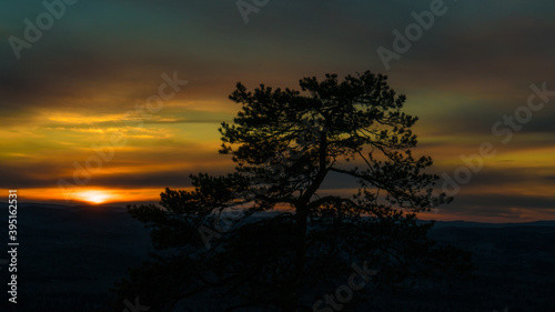 Bonsai tree on the background of a beautiful sunset in the mountains © gerasimov174