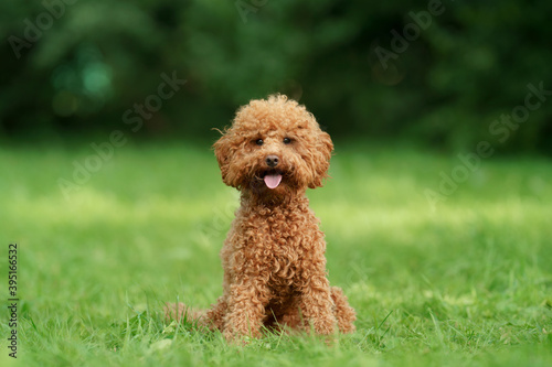 small chocolate poodle on the grass. Pet in nature. Cute dog like a toy 