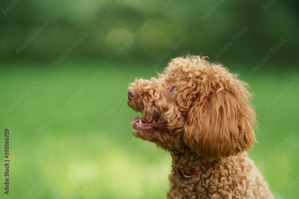 small chocolate poodle on the grass. Pet in nature. Cute dog like a toy small chocolate poodle on the grass. Pet in nature. Cute dog like a toy