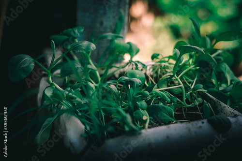green plants in the garden