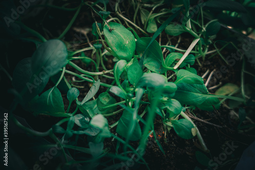 green plants in the garden