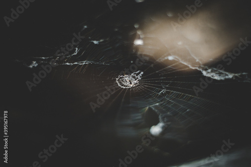 spider web