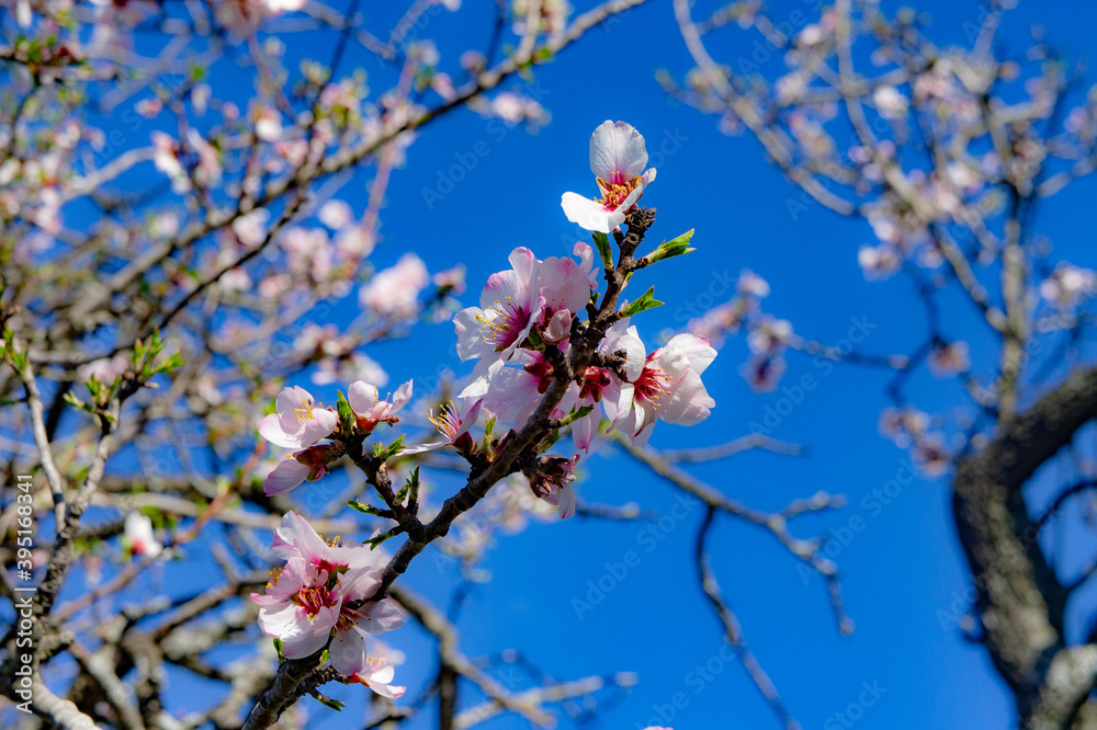 Obraz premium tree blossom