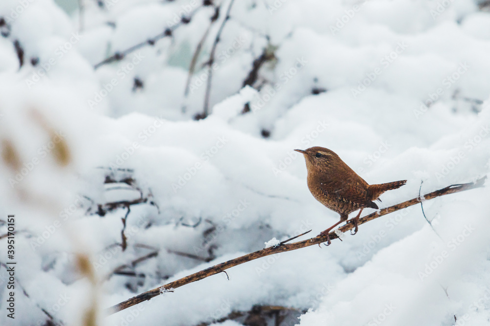small brown bird wren among the snowy forest small brown bird wren among the snowy forest