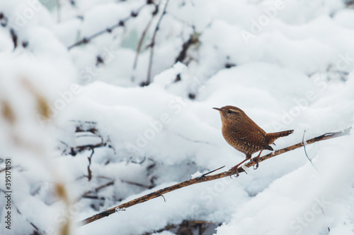 small brown bird wren among the snowy forest