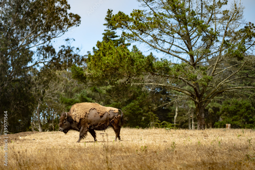 bison walking
