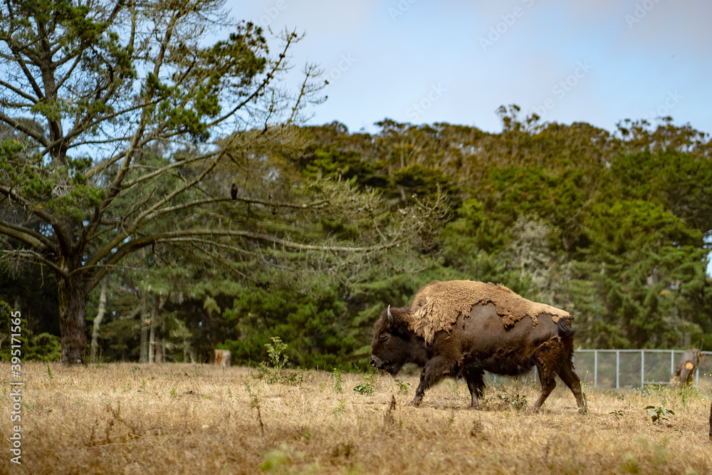 Fototapeta premium bison walking