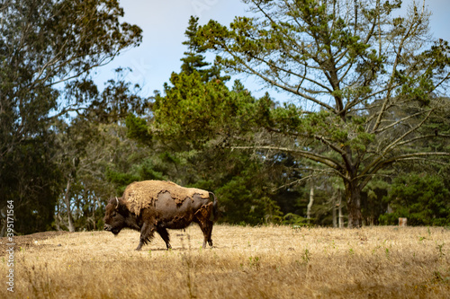 bison walking