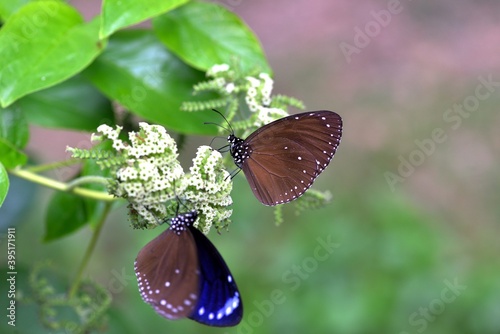Butterfly (Euploea tulliolus koxinga)Dwarf Crow butterfly.