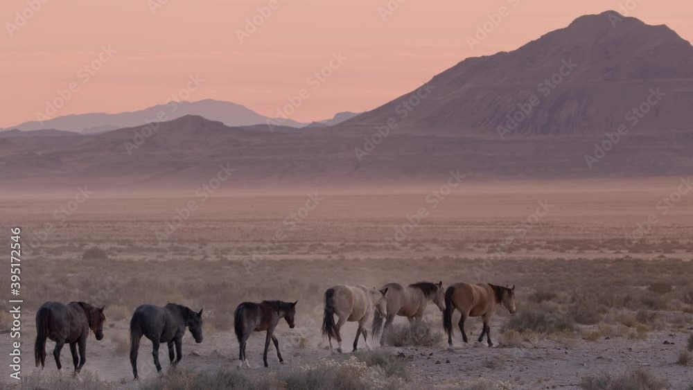 Wild horses walking in a line following each other through the desert at dusk in Utah.