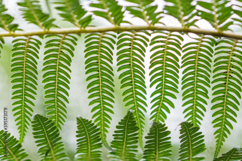 Wall Mural Overlapping fern fronds making a pattern