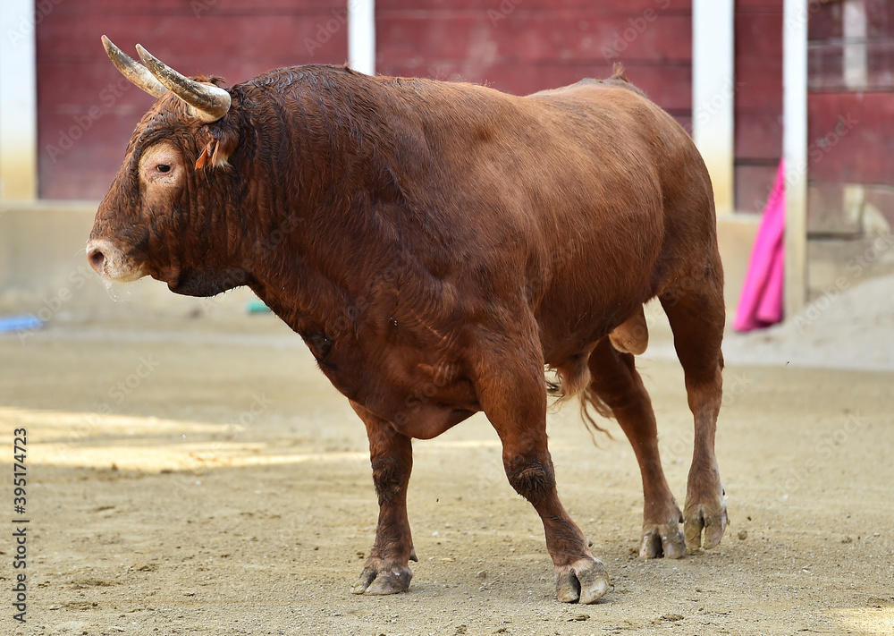 fighting bull with big horns running on spanish bullring fighting bull with big horns running on spanish bullring